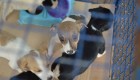 Programa prevê ações para o bem estar dos animais