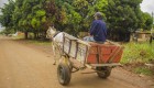 Falta de regularização dificulta trabalho dos carroceiros