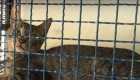 Centro de Controle de Zoonozes implanta microchip em animais