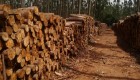 Produção de energia a partir de biomassa em Mato Grosso do Sul é a segunda maior do país