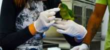 Hospital Veterinário Ayty amplia atendimento para animais silvestres em Campo Grande