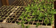 Borra de café é utilizada como fertilizante agrícola