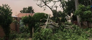 Tempestade de areia provocou queda de árvores e falta de energia na capital