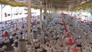 Embargo japonês para compra de carne de frango dos produtores de Mato Grosso do Sul é encerrado