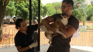 Dia D de vacinação antirrábica para cães e gatos é realizada em Campo Grande durante feriado
