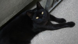 Cuidados com animais devem ser redobrados durante Copa do Mundo