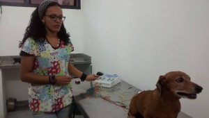Hospital Veterinário oferece tratamento gratuito de acupuntura