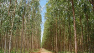 Agrônomo esclarece mitos e verdades sobre plantio de eucaliptos