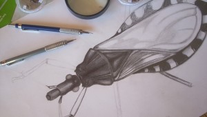 Biólogo de Campo Grande é precursor no ensino da ilustração científica no Estado