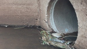 Biólogo discorda sobre avaliação aplicada ao Córrego Cabaça