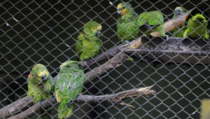 Tráfico de aves silvestres aumenta em período de reprodução