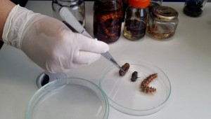 Profissionais alertam para riscos de ataques de animais peçonhentos no calor