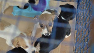 Programa prevê ações para o bem estar dos animais