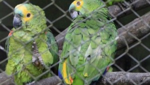 Comércio ilegal de aves cresce com período de reprodução