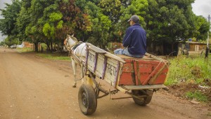 Falta de regularização dificulta trabalho dos carroceiros