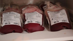 Doação de sangue salvam vidas de animais de pequeno porte