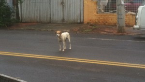 Corumbá registra surto de raiva animal