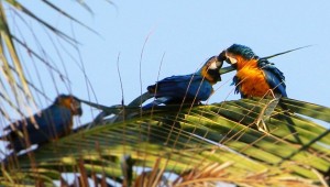 Araras-Canindé são objeto de pesquisa em Campo Grande