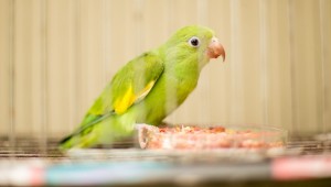 Policia Militar Ambiental autua 14 criadores de aves silvestres no Estado