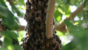 Incidentes causados por abelhas em Campo Grande aumentaram 88%