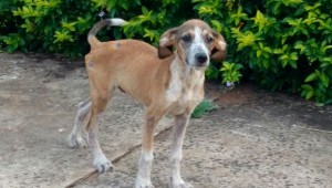 Campo Grande registra aumento de abandono e maus tratos de animais