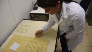 Projeto de pesquisa desenvolve técnica para controle do Aedes Aegypti