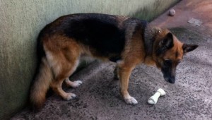 Combate à leishmaniose terá mudanças no Centro de Controle de Zoonoses