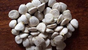 Secretaria de Saúde de Mato Grosso do Sul proíbe uso de Noz da Índia