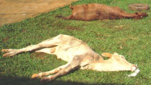 Surto de raiva em bovinos atinge três cidades do interior do Estado