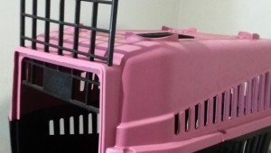 Governo Estadual autoriza transporte de animais domésticos em ônibus coletivos