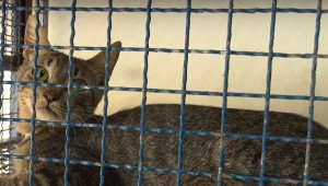 Centro de Controle de Zoonozes implanta microchip em animais