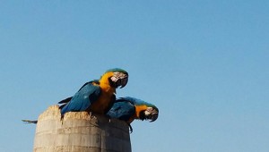 Período de reprodução das araras é monitorado em Campo Grande