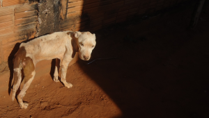 Mato Grosso do Sul tem aumento de 582% em autuações por maus-tratos a animais