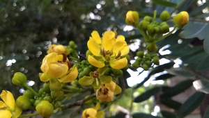 Sistema Único de Saúde inclui a Terapia Floral como forma alternativa de tratamento