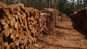 Produção de energia a partir de biomassa em Mato Grosso do Sul é a segunda maior do país