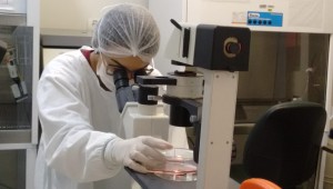CeTroGen realiza pesquisa com células-tronco para tratamento de osteoartrite