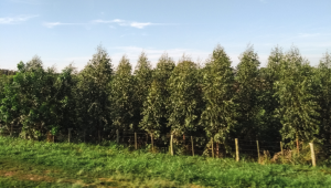 Mato Grosso do Sul lidera ranking das cidades com maiores áreas de florestas plantadas