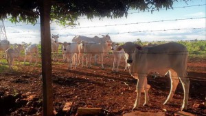 Fronteira seca dificulta fiscalização para controle da Febre Aftosa