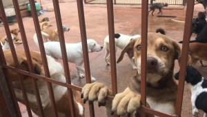 Vida animal, uma nova chance