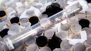 Ovos de Aedes Aegypti infectados com bactéria pretendem diminuir epidemia de dengue na capital