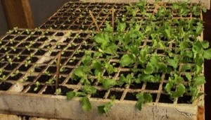 Borra de café é utilizada como fertilizante agrícola