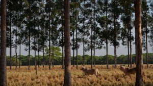 Mato Grosso do Sul será o primeiro estado a produzir carne carbono neutro