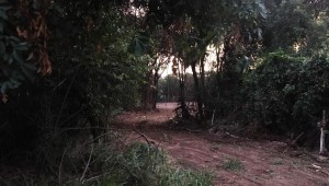 Desmatamento é realizado no Parque dos Poderes para ampliação do Tribunal de Justiça