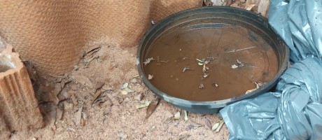 Casos de Chikungunya aumentam mais de 400% no Mato Grosso do Sul