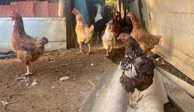 Produção doméstica de Mato Grosso do Sul estão suscetíveis a gripe aviária