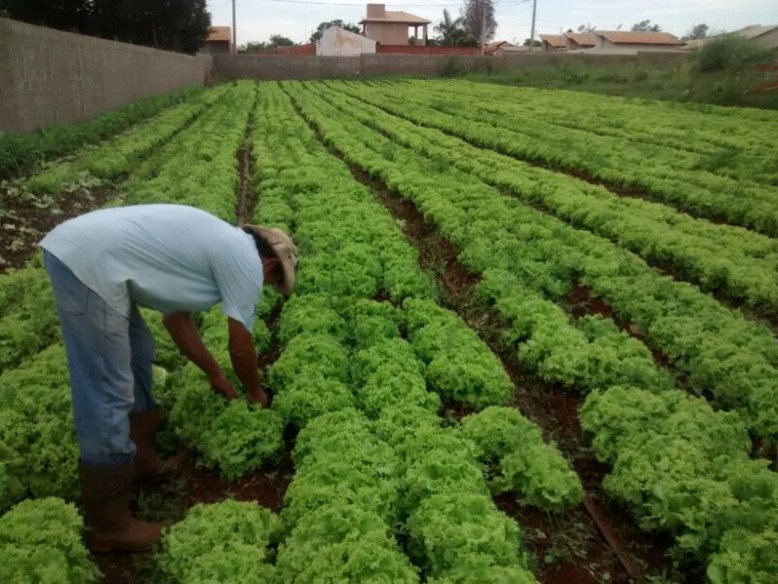 A plantação de alface é uma das variedades na horta do agricultor Raimundo