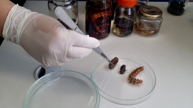 As lagartas são identificadas como venenosas quando apresentam cerdas e pelos