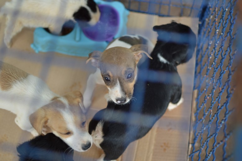 Conforme dados do Centro de Controle de Zoonoses, nos sete primeiros meses de 2014 foram eutanasiados mais de 8,5 mil cães em Campo Grande