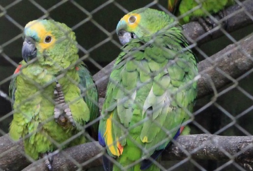 Amazona aestiva, mais conhecido como Papagaio Verdadeiro, em recuperação no CRAS de Campo Grande