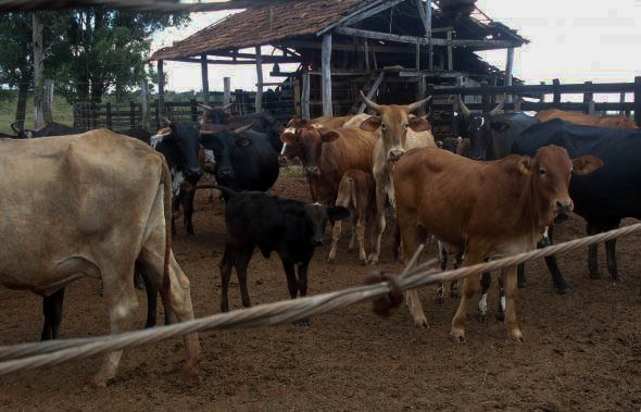Todo o rebanho do estado será imunizado, a vacinação é feita em animais de várias idades.